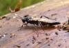 Ichneumon lugens